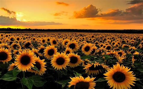 Sunflower Field At Sunset Full Hd Papel De Parede And Planos De Fundo