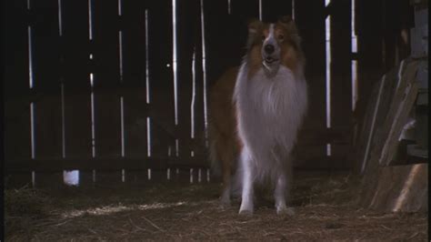 Lassie 1994 90s Films Image 23522328 Fanpop