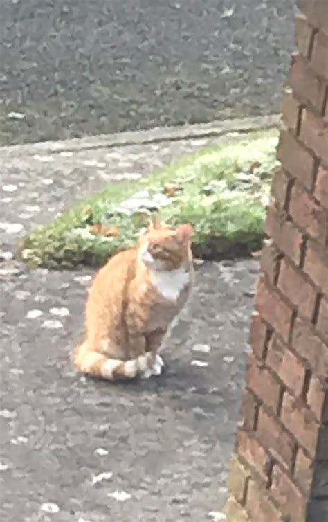 Found A Ginger And White Cat Wlr