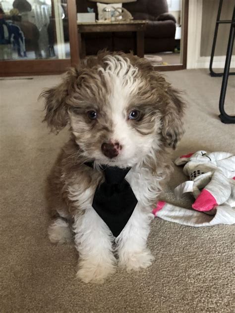 Toy Aussiedoodle Puppy Karl Toy Aussiedoodle Aussiedoodle Puppies