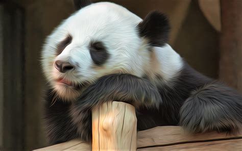 Download Wallpapers Panda Art Cute Animals Sleeping Panda Bears