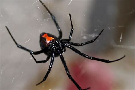 When they do bite it is the female most of the time. DOZENS of deadly black widow spiders discovered in UK ...