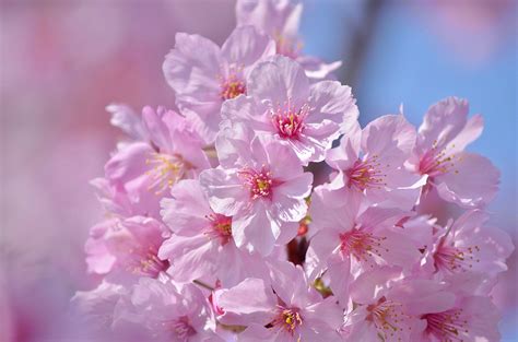 Wallpaper Japan Food Branch Cherry Blossom Pink Spring Flower