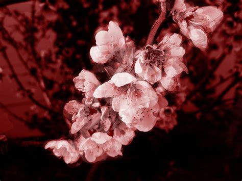 Cherry Blossom Blood By A Frique On Deviantart