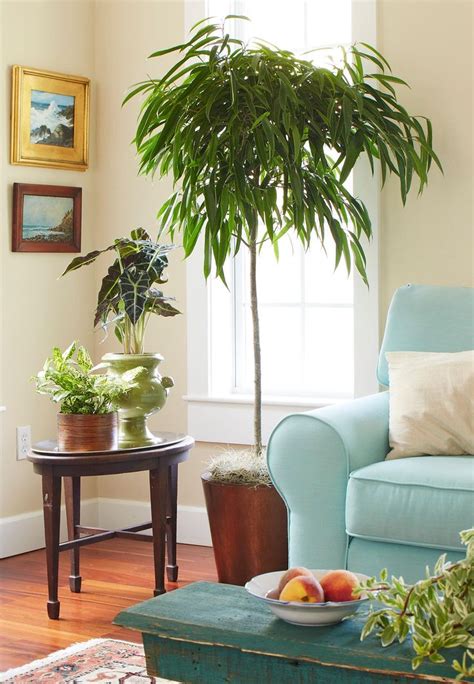 15 Of The Best Indoor Trees To Add Leafy Accents To Your Home Best
