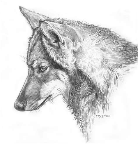 Young Wolf Drawing By Bethany Caskey