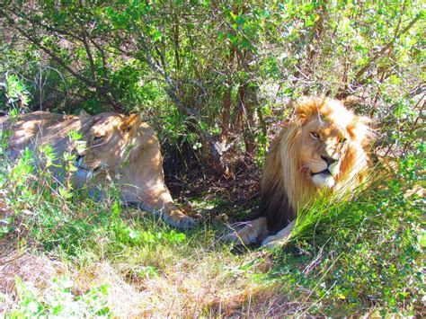 Lion 2 Plett Game Reserve
