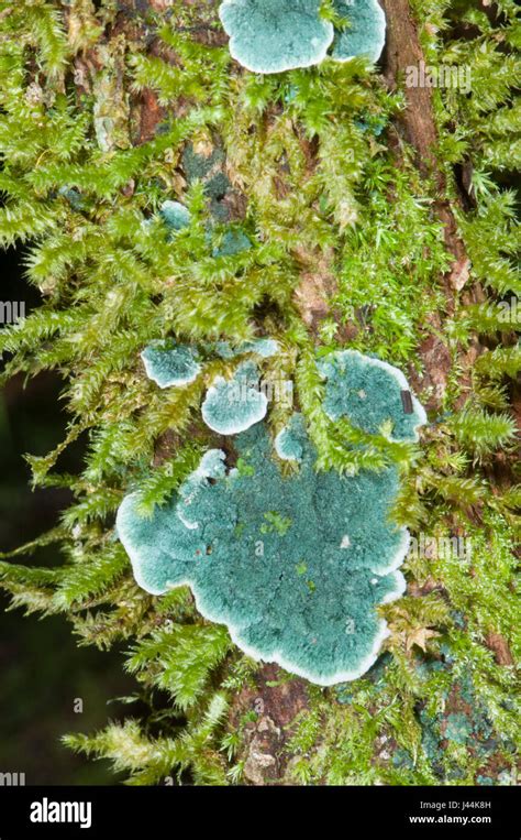 Green Fungi And Moss On A Tree Trunk In Tropical Rainforest Bellenden