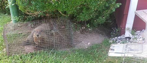 Removing A Groundhog Under My Shed Deck Or House