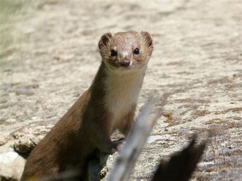18 Things To Know Before Getting A Weasel As Pet Pet Keen