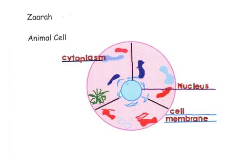 Animal and plant cells have more similarities than differences. Computer Lab: 5th Grade- Plant and Animal Cells