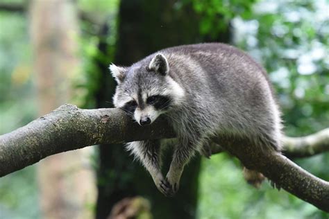 Five Fast Facts About Those Rascally Raccoons Forest Preserve