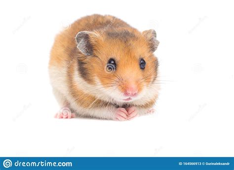 Syrian Hamster Stock Image Image Of Syrian Small Cute 164566913