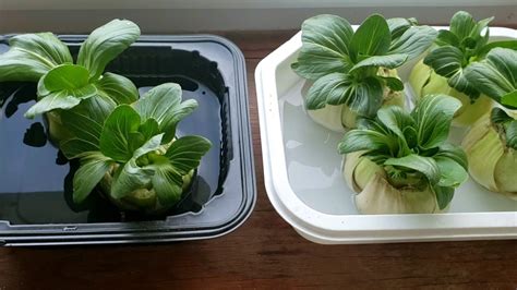 Regrowing Bok Choy Plants In Water Youtube