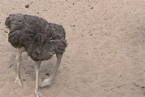 Ostrich Head In Sand 