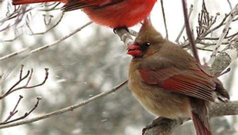Why Do Male Cardinals Feed Female Cardinals Sciencing