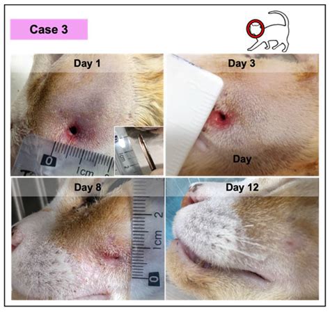 Veterinary Sciences Free Full Text Canine Origin Platelet Rich