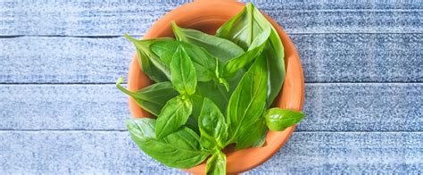 Everything You Need To Know About Basil Forks Over Knives