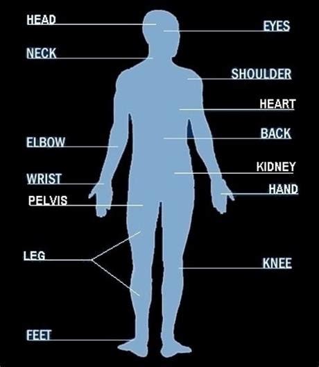 Body Parts Diagram Male Groin Pubic Bodegawasuon