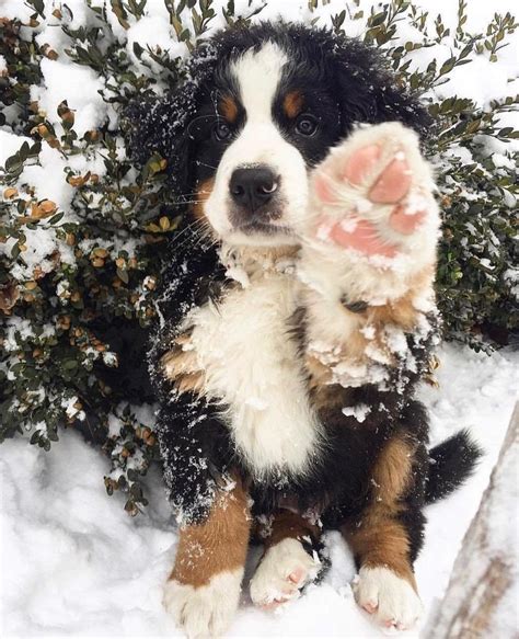 This Little Bernese Mountain Dog Puppy Is Letting Us Know Winter Is