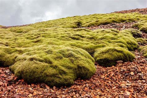 Icelandic Moss Covering Stones And Land In Lonsoraefi Iceland Stock