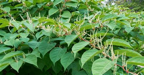 Maybe you would like to learn more about one of these? Japanese knotweed-not such a problematic plant - Springtide
