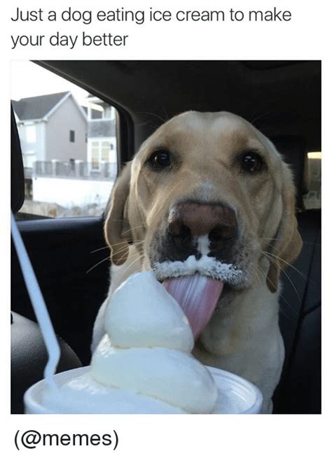 Just A Dog Eating Ice Cream To Make Your Day Better Dogs