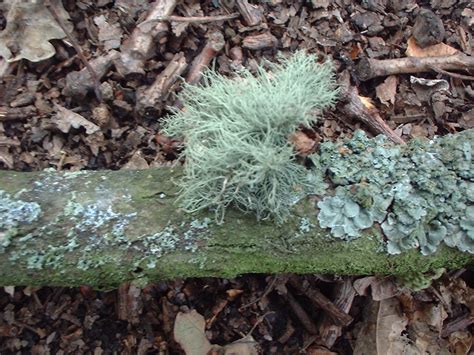 Most tree fungi consume decaying wood, but there isn't a lot of that on a healthy tree. Lichens