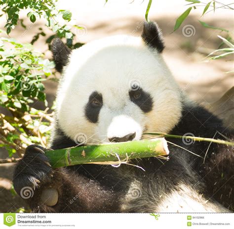 Endangered Giant Panda Head And Shoulders Eating Bamboo Stalk Stock