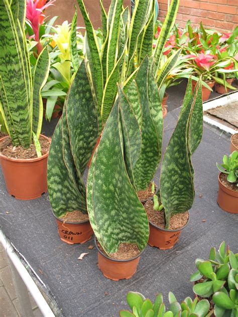 Snake plants are actually succulents, which means they store extra water in their leaves, stems, and roots and can thrive in drier environments. Stewarts Office Plants: Sansevieria 'Ayo Crown'