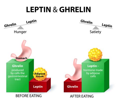Congenital Leptin Deficiency Medlineplus Genetics