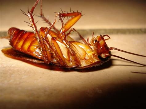 Las cucarachas pueden ser las criaturas más desagradables si las hojas de laurel, una especia usada ampliamente en la cocina asiática, se pueden encontrar antes de decidir cómo acabar con las cucarachas en tu casa, lo mejor es desarrollar un plan. Trucos caseros para acabar con las cucarachas