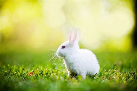 Rabbit Wallpapers Top Free Rabbit Backgrounds Wallpaperaccess