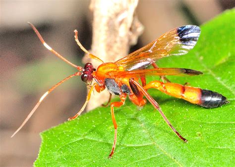 Black Tipped Orange Ichneumon Wasp Ctenochares Bicolorus