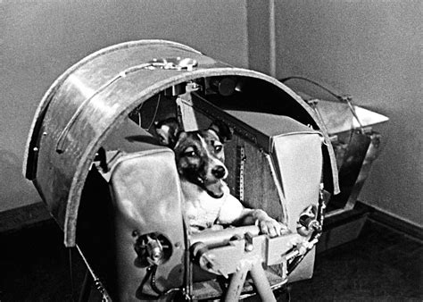 Remembering Laika Space Dog And Soviet Hero Dog Art Your Dog Dogs