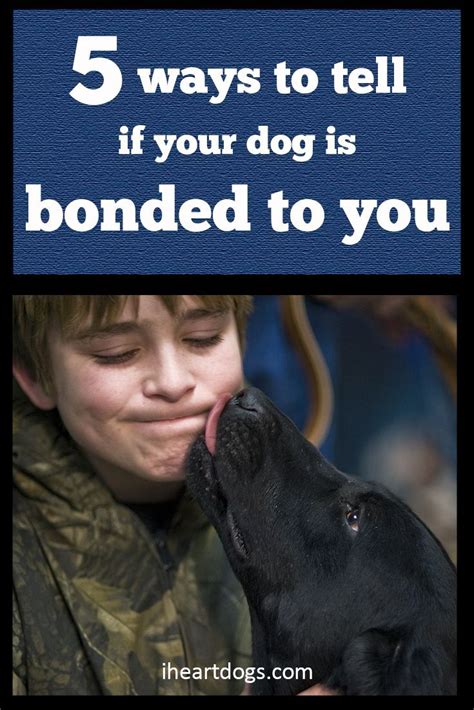 5 Ways To Tell If Your Dog Is Bonded To You Dog Training Tips Dog