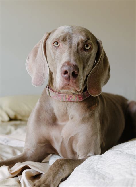 Depending on when your puppy was born, it may shed its puppy coat before the regular seasonal. Do Weimaraners Shed? From Short-Haired To Long-Haired Dogs