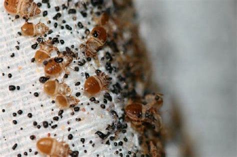 Where Do Bed Bugs Come From Bed Bug Facts