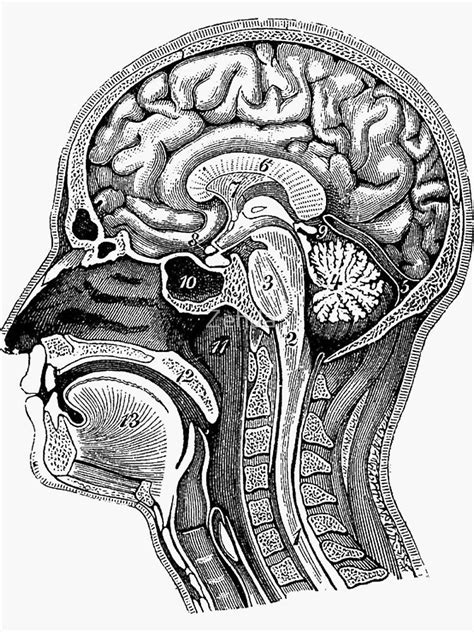 Anatomical Brain Drawing Sticker By Zehda Brain Drawing Medical