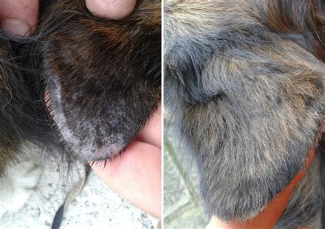 Hair Loss And Flaky Skin In Dogs How To Stop Hair Loss And Itching In