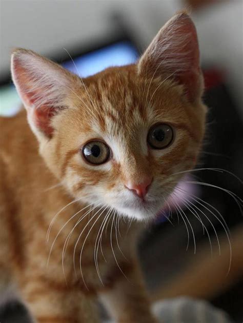 45 Best Orange Tabby Kittens Images On Pinterest Fluffy