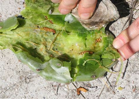 Conservancy acts to manage cactus moth at torchwood hammock reserve. CACTOBLASTIS CACTORUM PDF