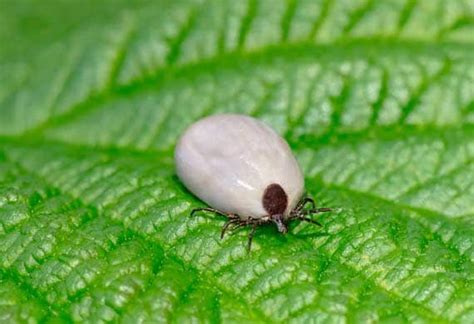 Tick Borne Diseases And Your Cat Petmd