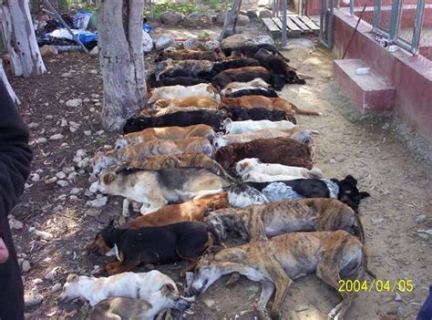 In rumänien werden straßenhunde eingefangen und in tötungsstationen gebracht. Tötungsstationen für Hunde im Ausland, Tierquälerei ...