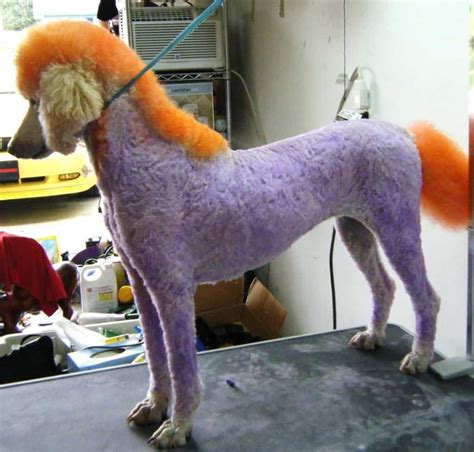 Why you shouldn't dye your dog's hair? 20 Hilarious Examples Of Dog Grooming - Page 3 of 5