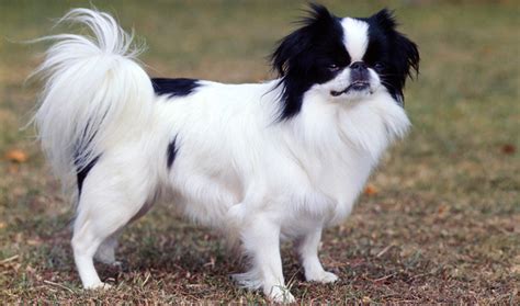 Those 8 Small Dog Breeds Are The Cutest Thing In The World