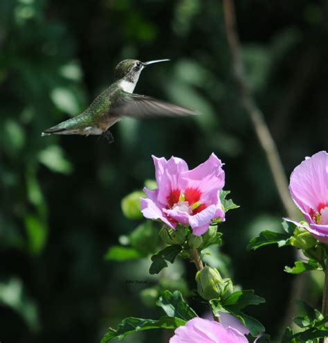 Hummingbird Photo Gallery. Stunning Photos from our Visitors. Check back often as we are always adding new photos to the top of the gallery.