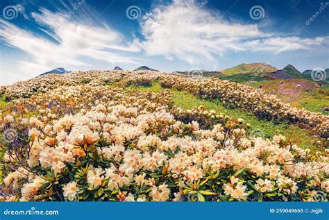 Incredible Summer Scene Of Blooming White Rhododendron Flowers In