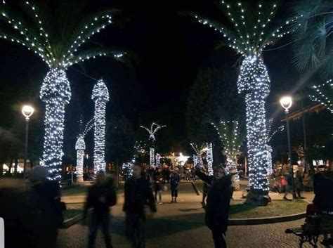 How To Put Christmas Lights On Palm Tree Branches