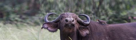Buffalo Facts Southern Africa Wildlife Guide